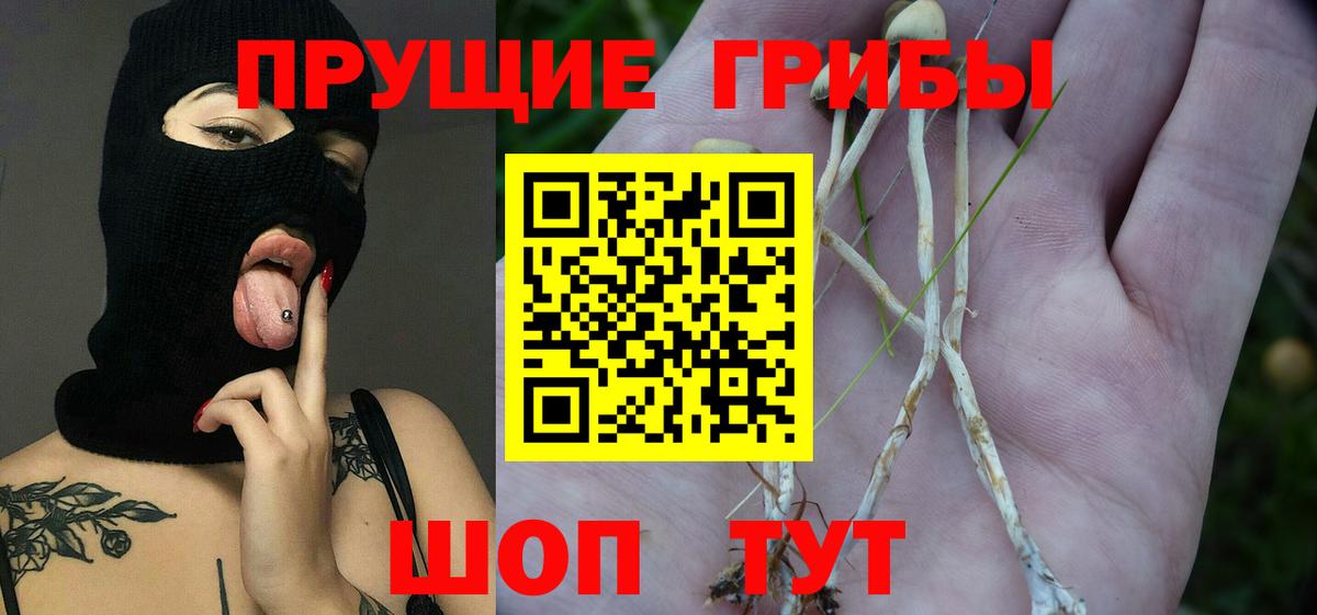 Галлюциногенные грибы Psilocybe  Вход с VPN  Мытищи  Псилоцибиновые грибы мицелий 